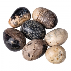 TUMBLE STONES - Fossil Palm Root per 100gms